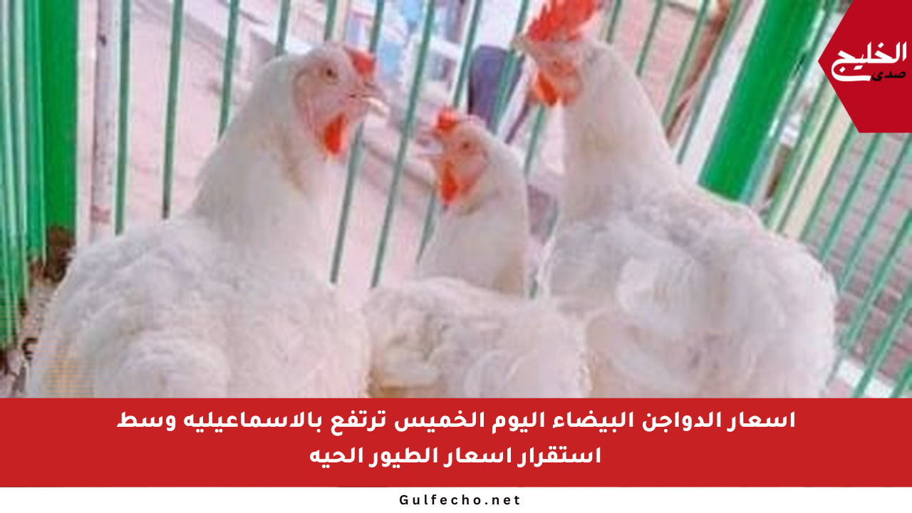 أسعار الدواجن البيضاء اليوم الخميس ترتفع بالإسماعيلية وسط استقرار أسعار الطيور الحية